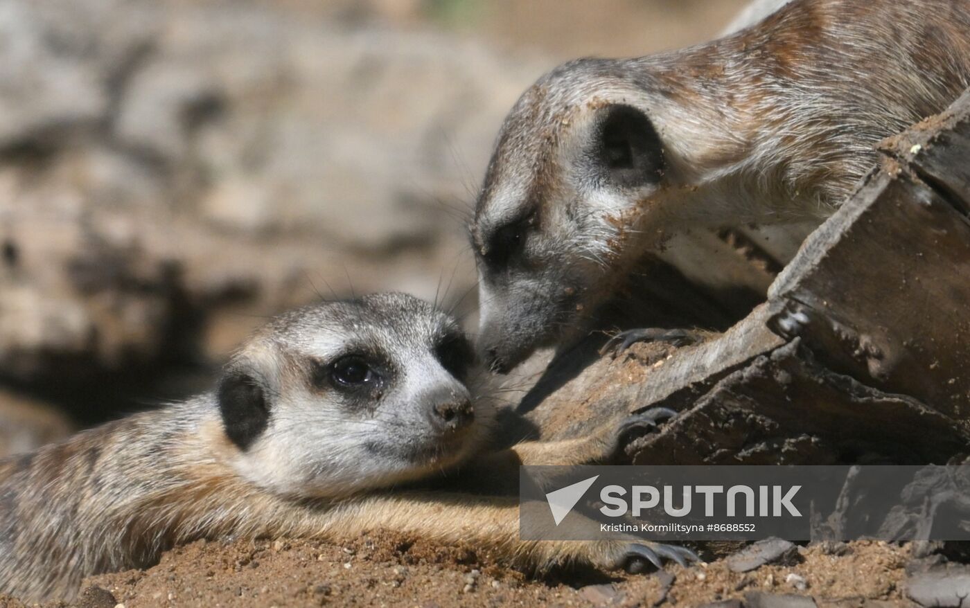 Russia Zoo