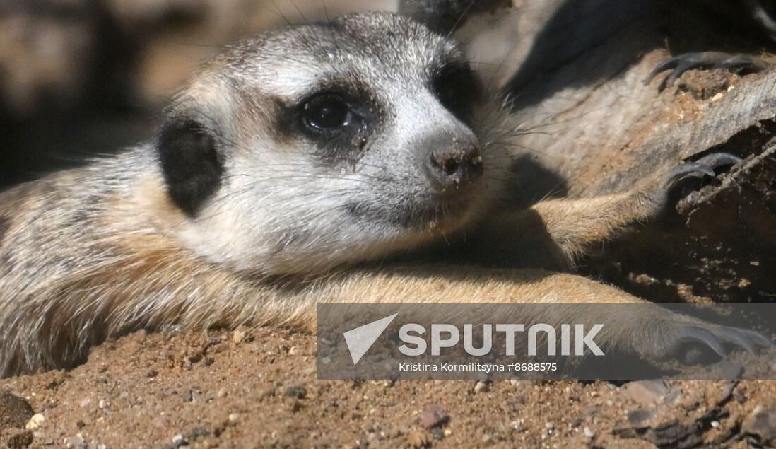 Russia Zoo