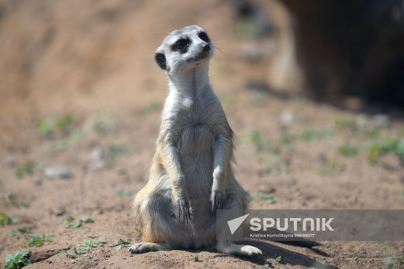 Russia Zoo