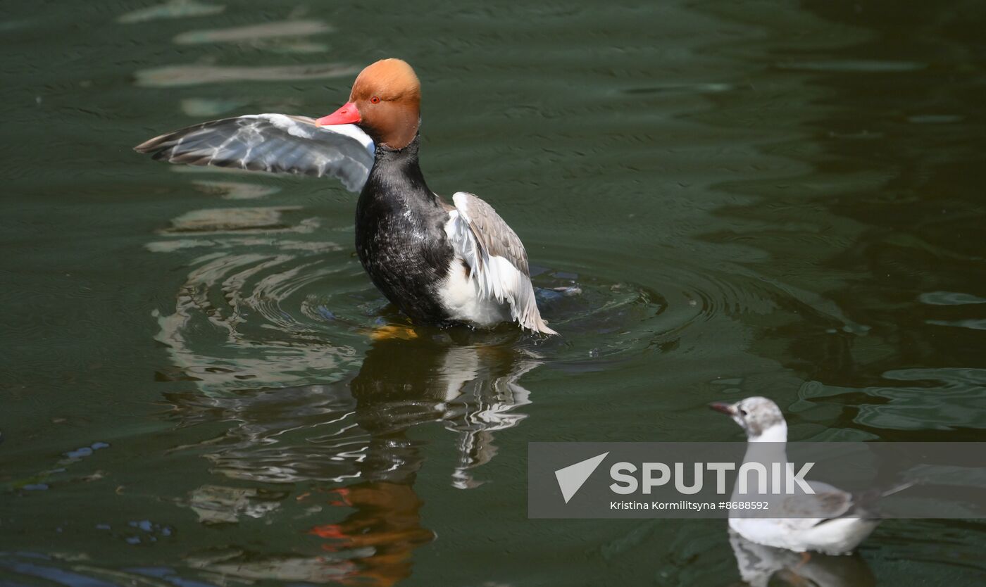 Russia Zoo