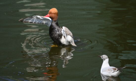 Russia Zoo