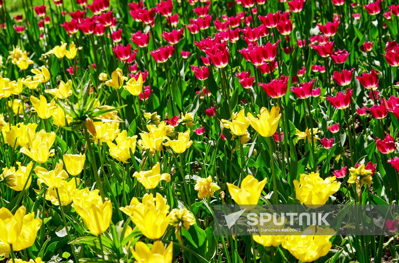 Russia Environment Tulips Festival