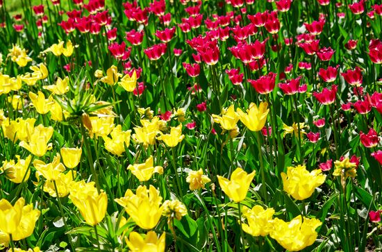 Russia Environment Tulips Festival