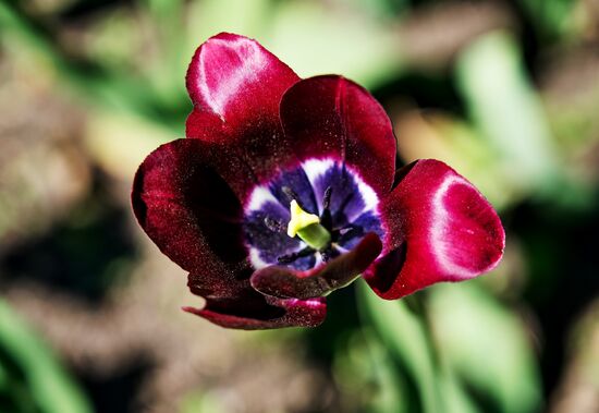 Russia Environment Tulips Festival