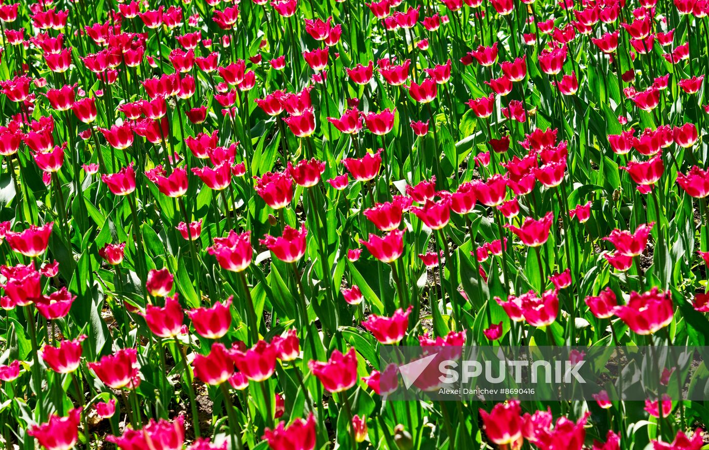 Russia Environment Tulips Festival