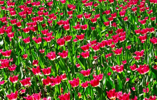 Russia Environment Tulips Festival