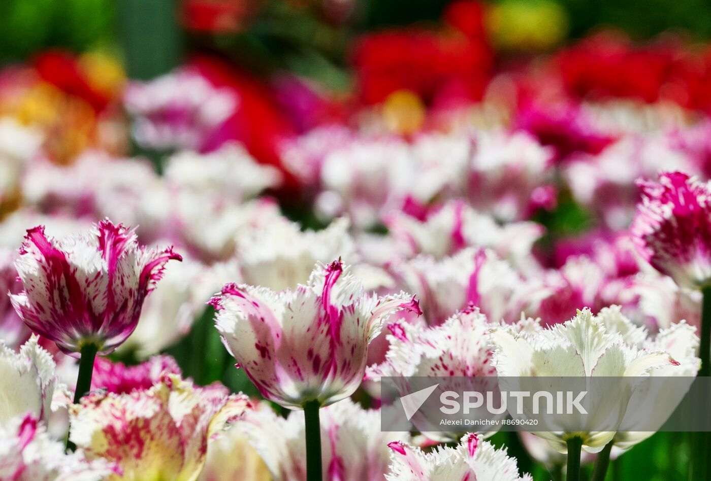 Russia Environment Tulips Festival