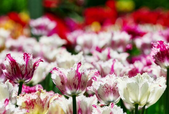 Russia Environment Tulips Festival
