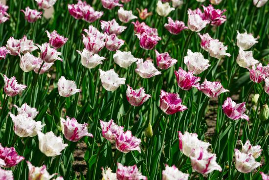 Russia Environment Tulips Festival