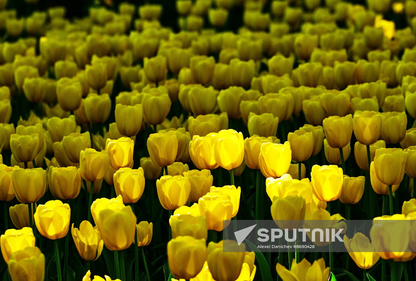 Russia Environment Tulips Festival