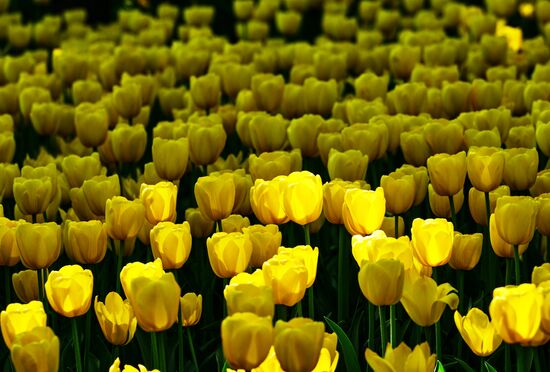 Russia Environment Tulips Festival