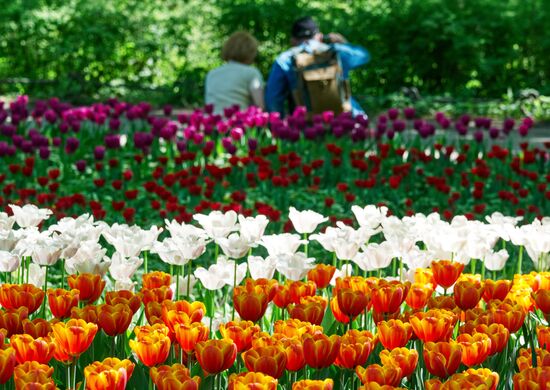 Russia Environment Tulips Festival