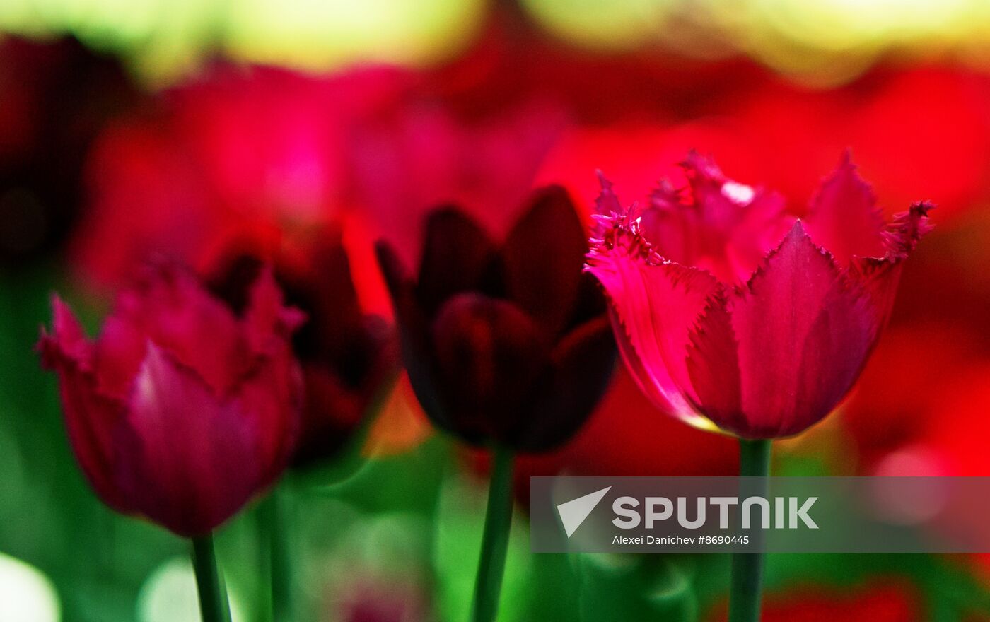 Russia Environment Tulips Festival