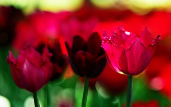 Russia Environment Tulips Festival