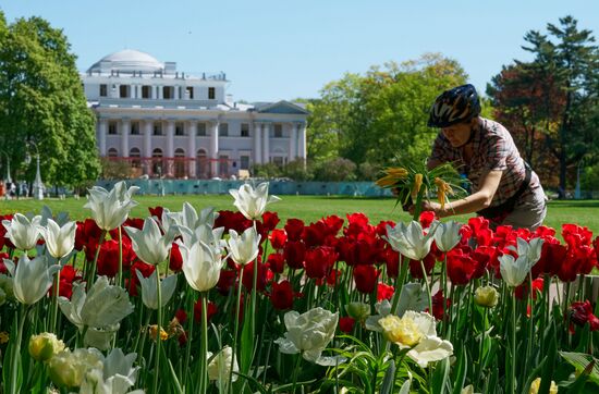 Russia Environment Tulips Festival