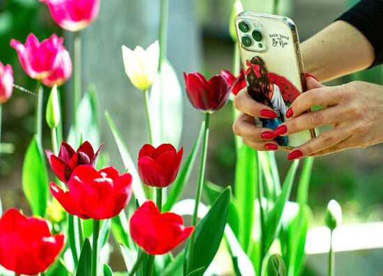 Russia Environment Tulips Festival