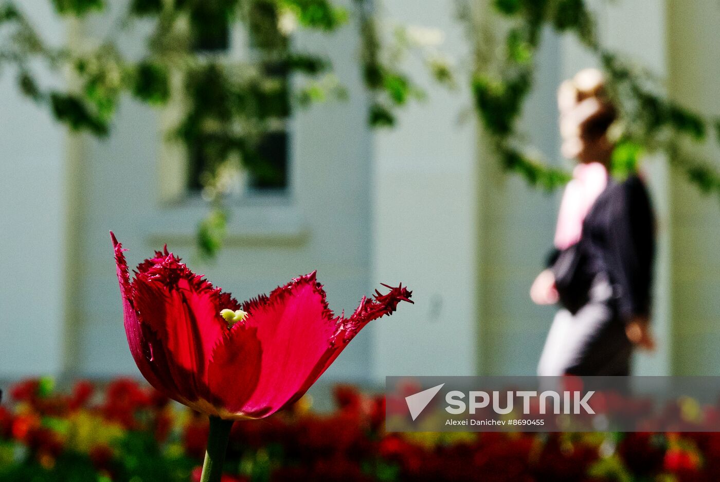 Russia Environment Tulips Festival