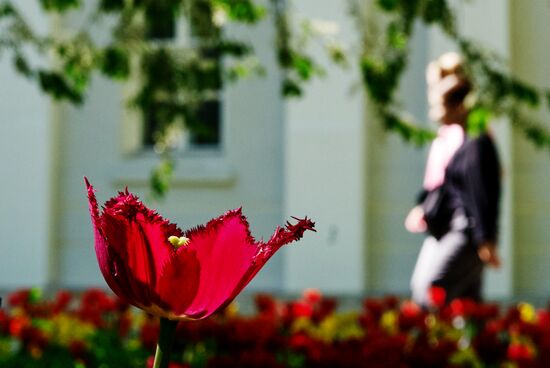 Russia Environment Tulips Festival