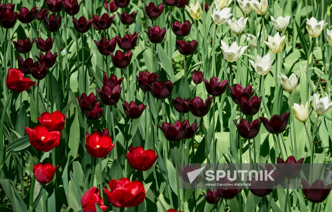 Russia Environment Tulips Festival