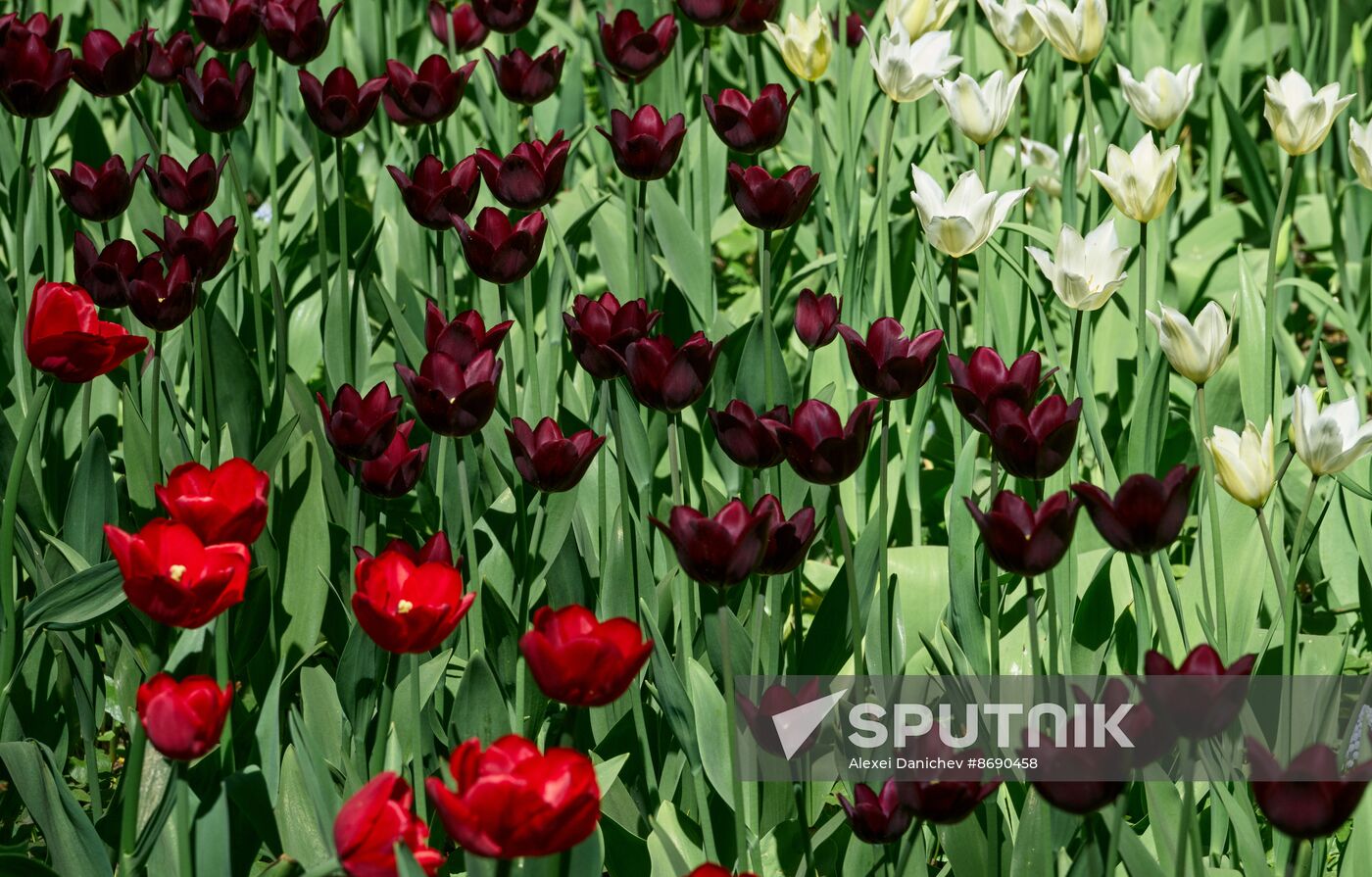 Russia Environment Tulips Festival
