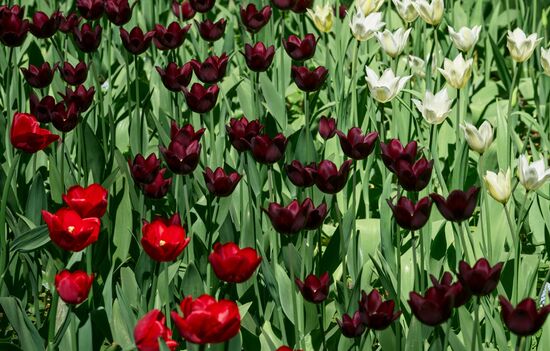 Russia Environment Tulips Festival