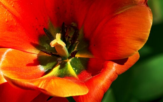 Russia Environment Tulips Festival
