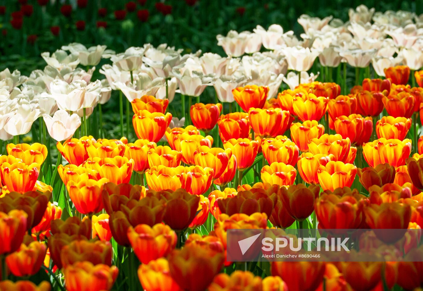 Russia Environment Tulips Festival