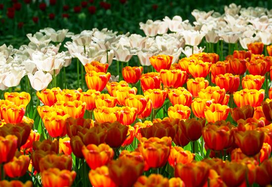 Russia Environment Tulips Festival