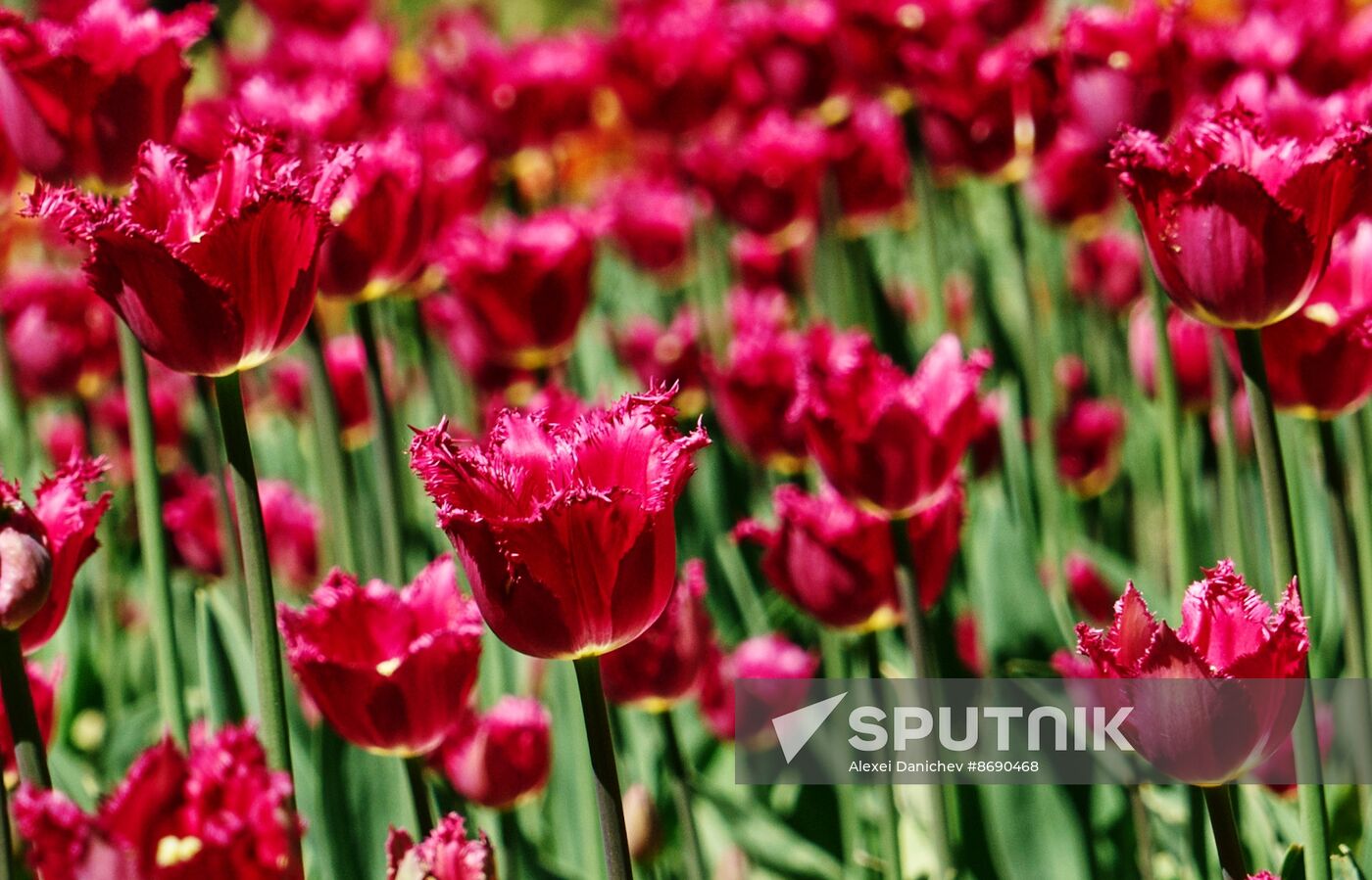 Russia Environment Tulips Festival