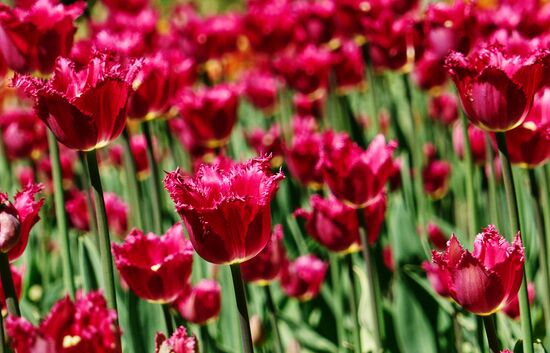 Russia Environment Tulips Festival
