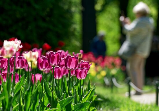 Russia Environment Tulips Festival