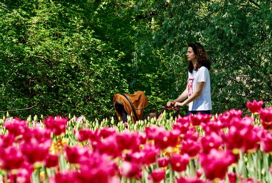 Russia Environment Tulips Festival