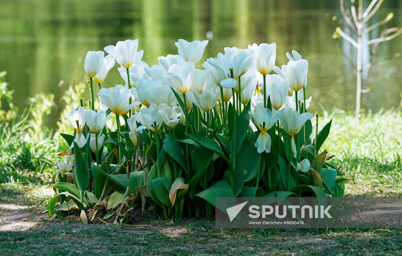 Russia Environment Tulips Festival