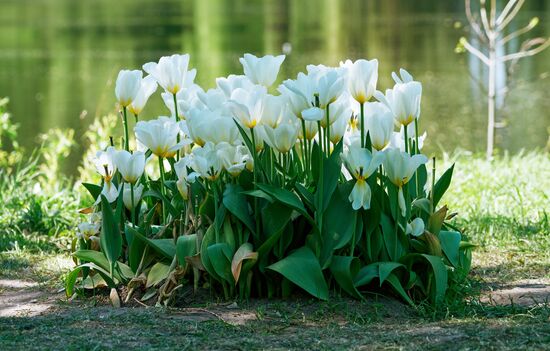 Russia Environment Tulips Festival