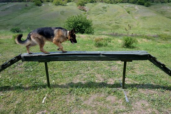 Russia Ukraine Military Operation Canine Service