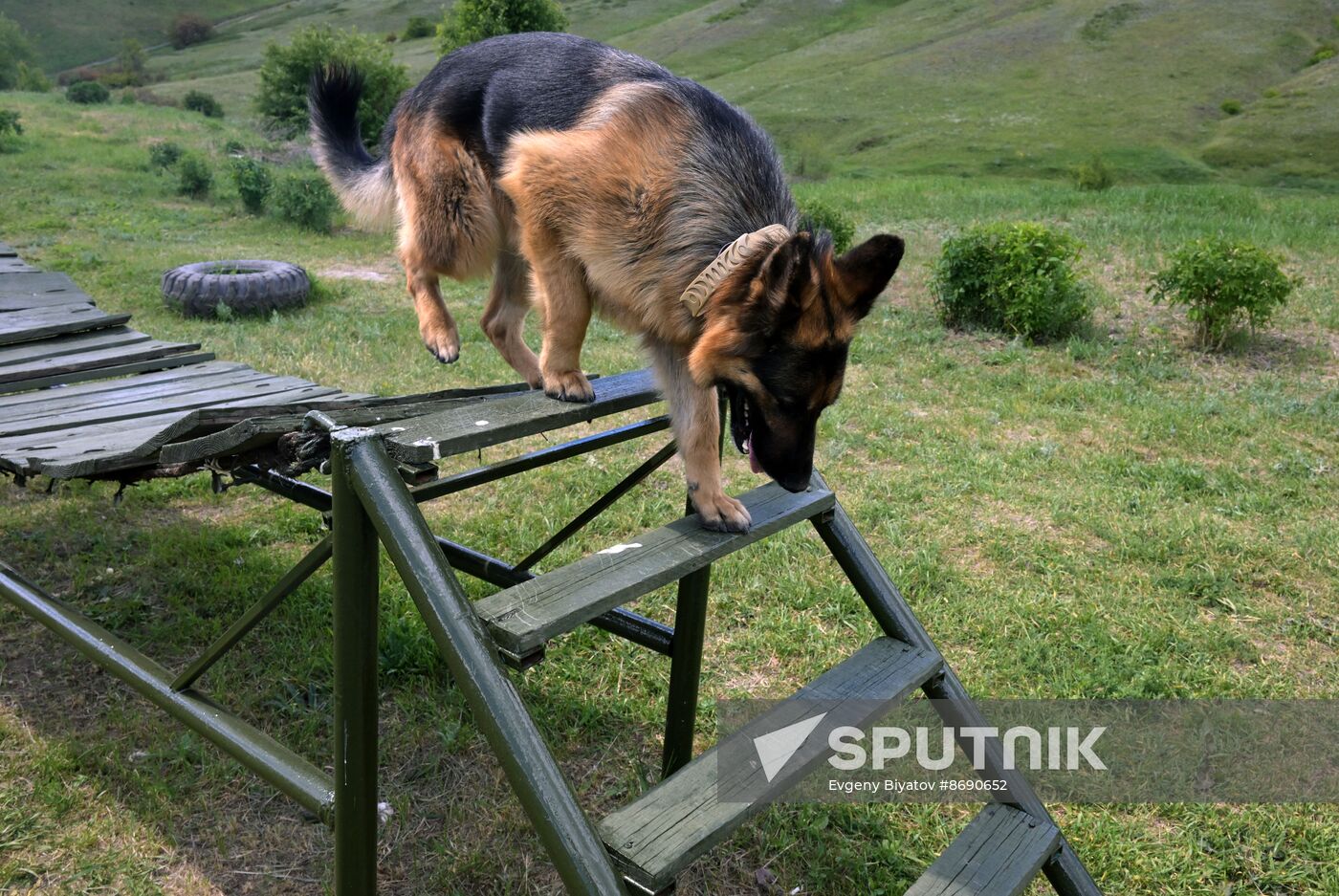 Russia Ukraine Military Operation Canine Service