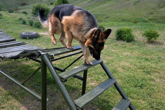Russia Ukraine Military Operation Canine Service