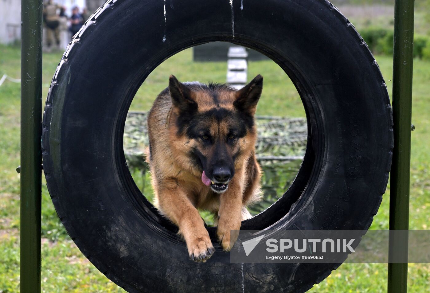 Russia Ukraine Military Operation Canine Service