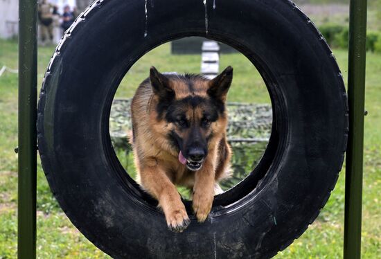 Russia Ukraine Military Operation Canine Service