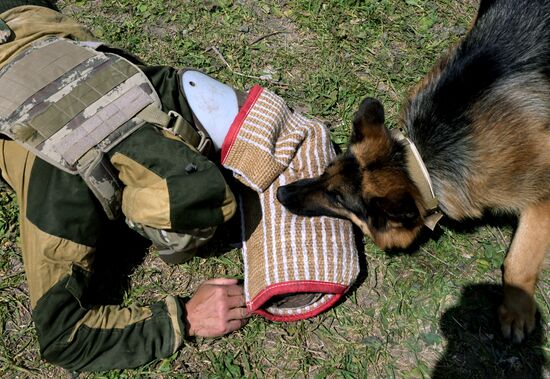 Russia Ukraine Military Operation Canine Service