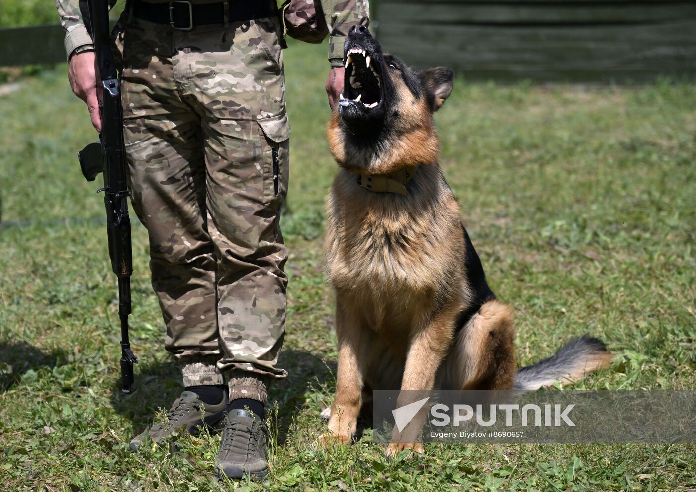 Russia Ukraine Military Operation Canine Service