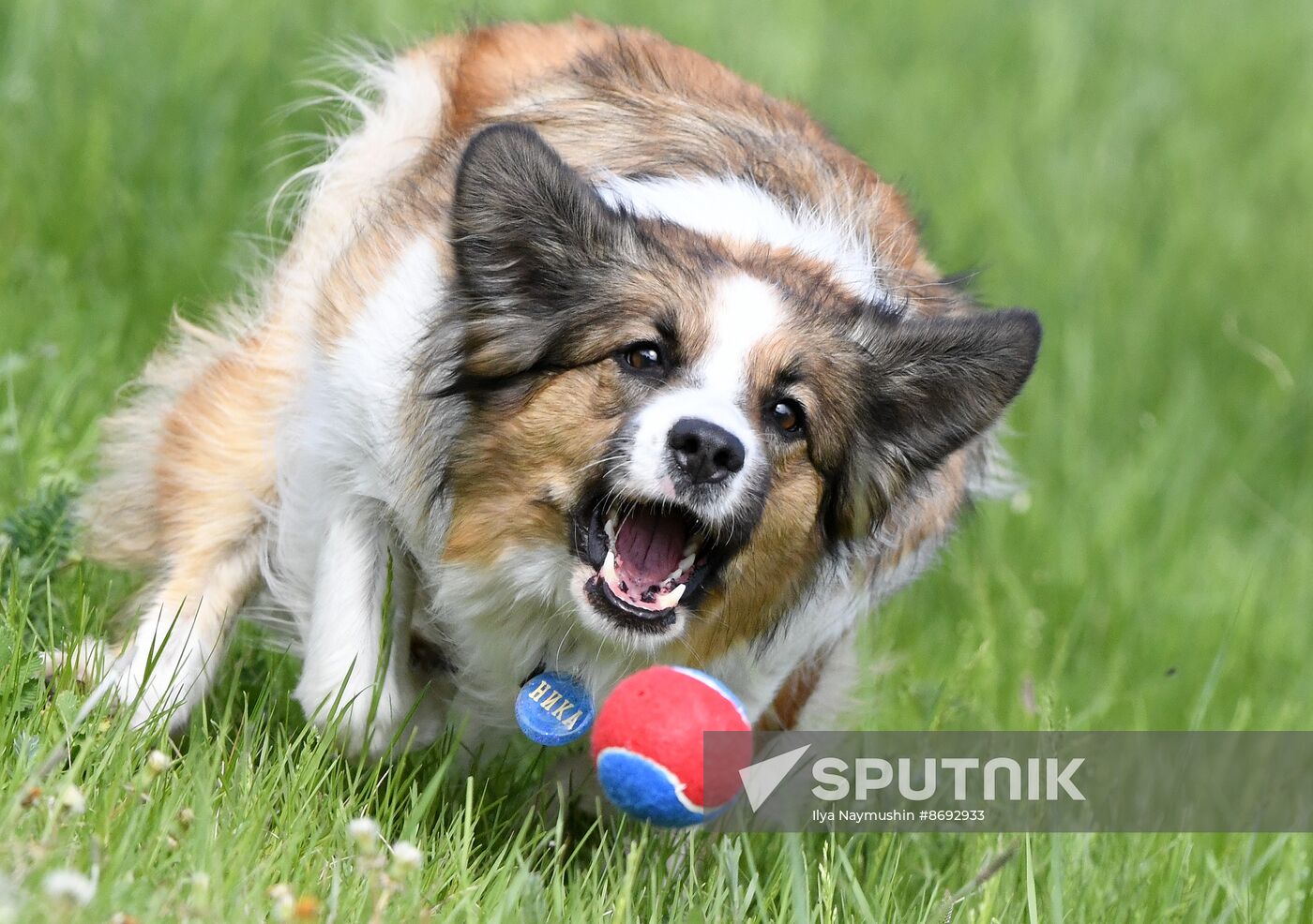 Russia Canine Competition