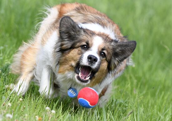 Russia Canine Competition