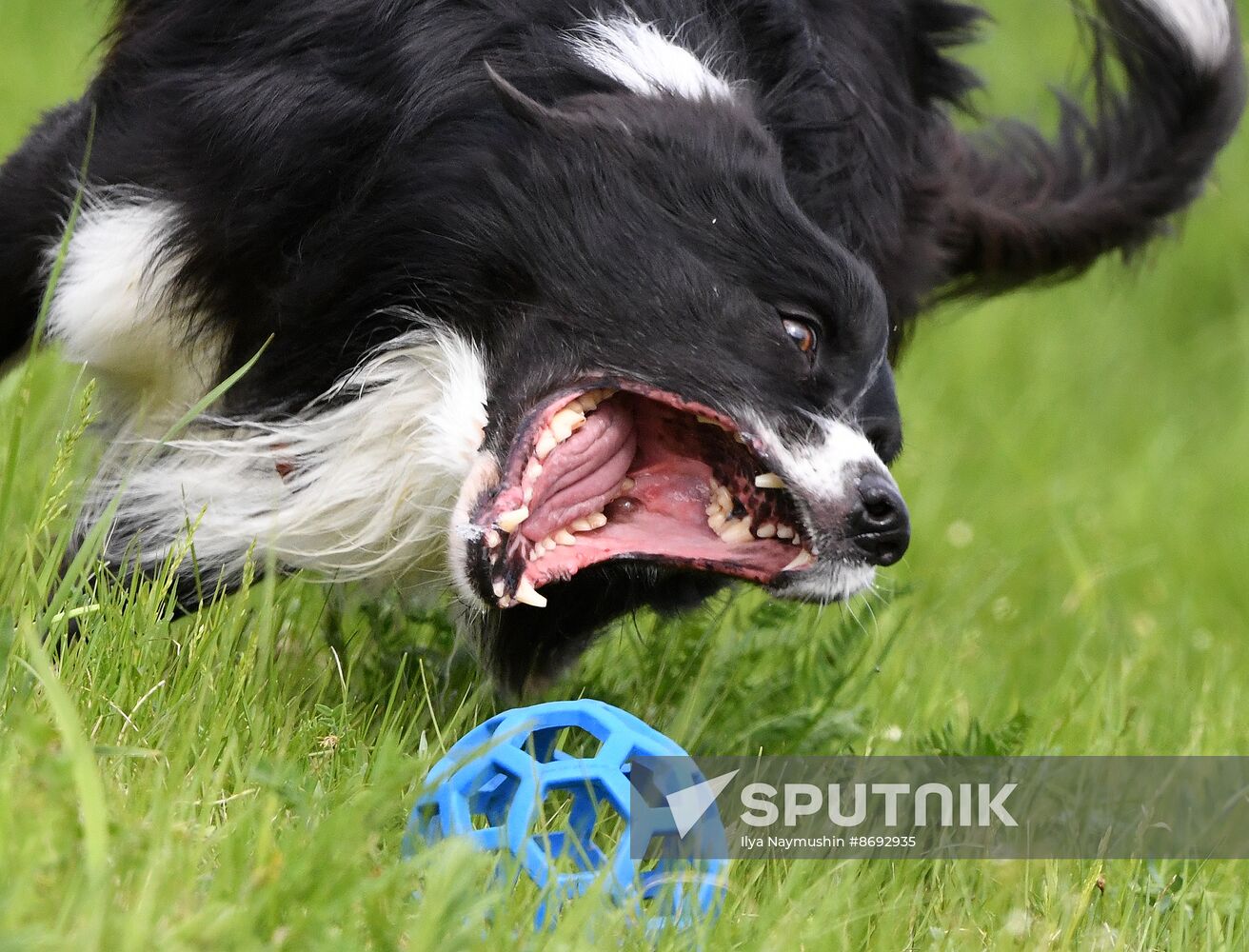 Russia Canine Competition