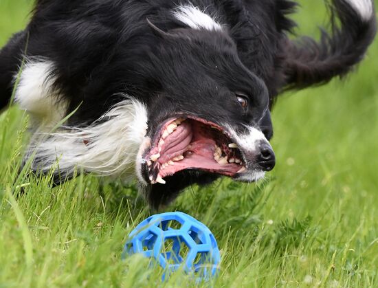 Russia Canine Competition