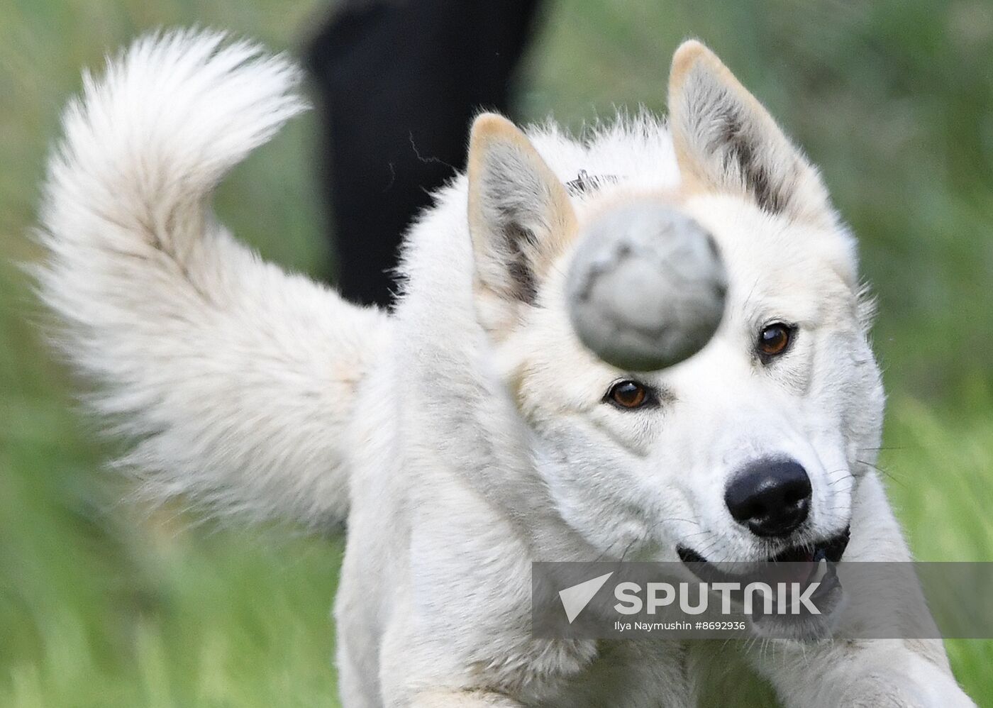 Russia Canine Competition