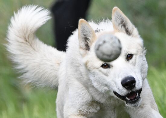 Russia Canine Competition