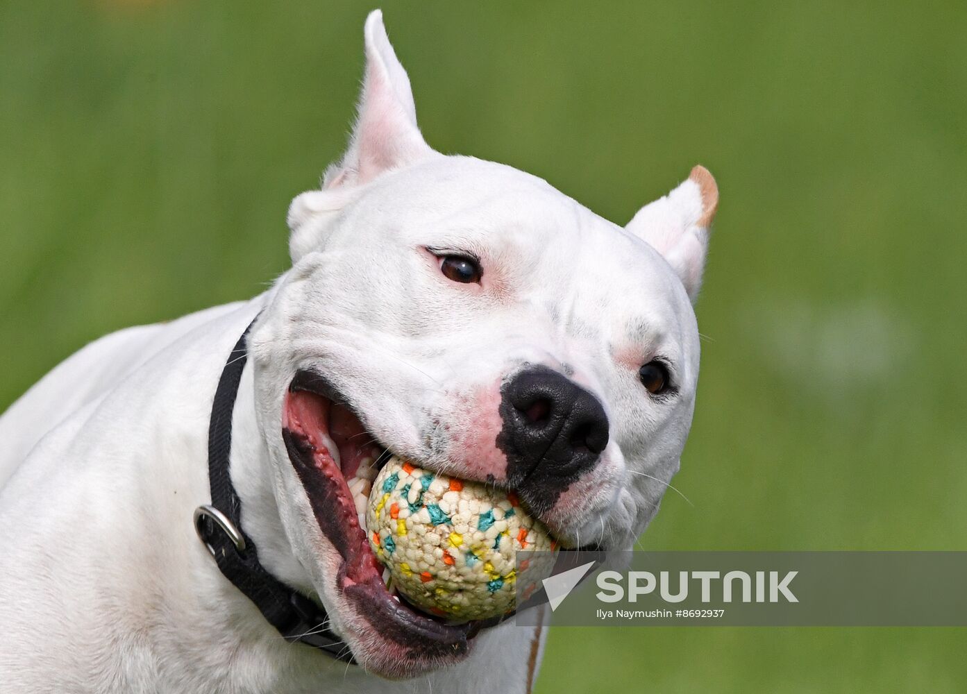 Russia Canine Competition