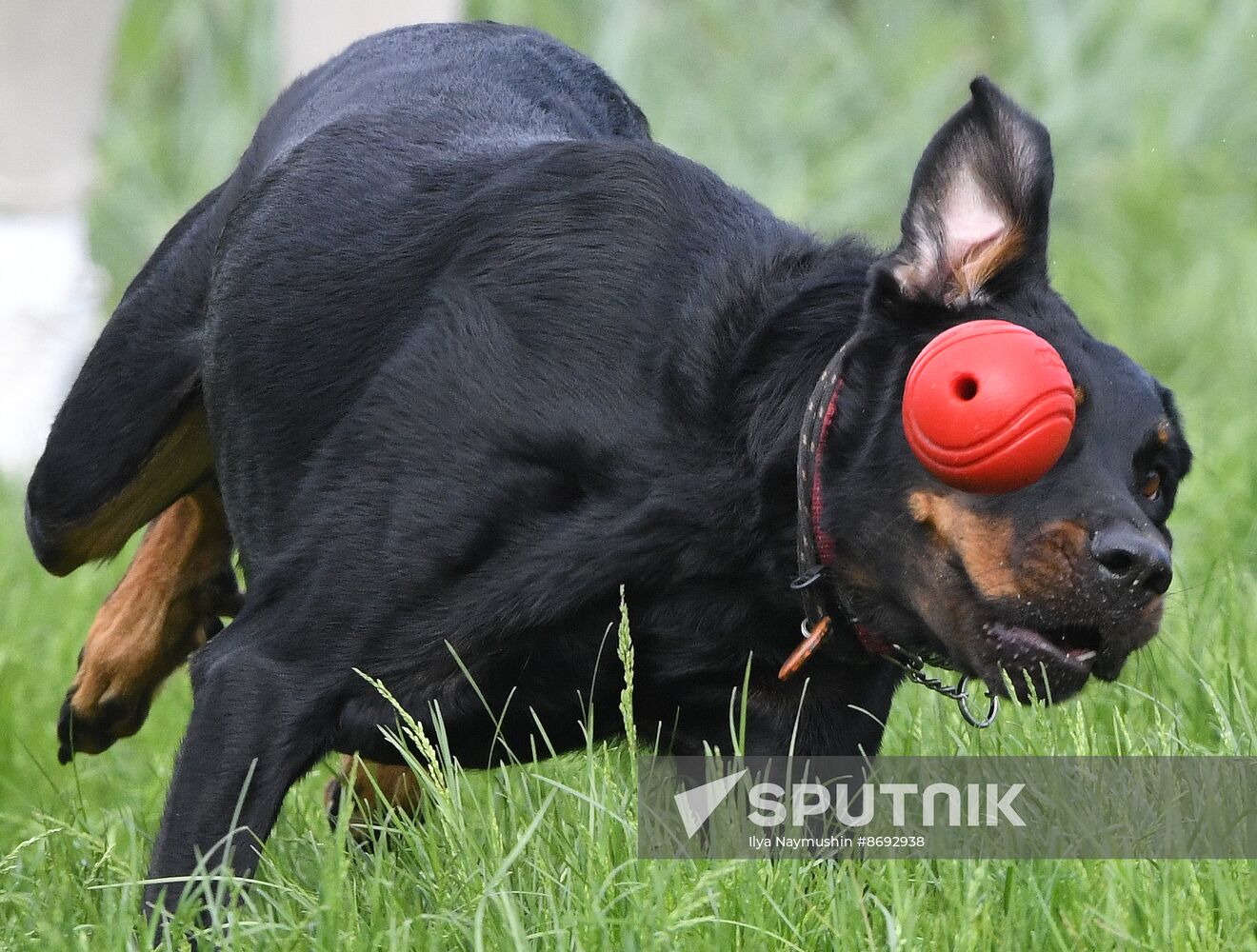 Russia Canine Competition