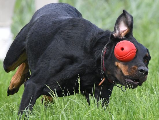 Russia Canine Competition